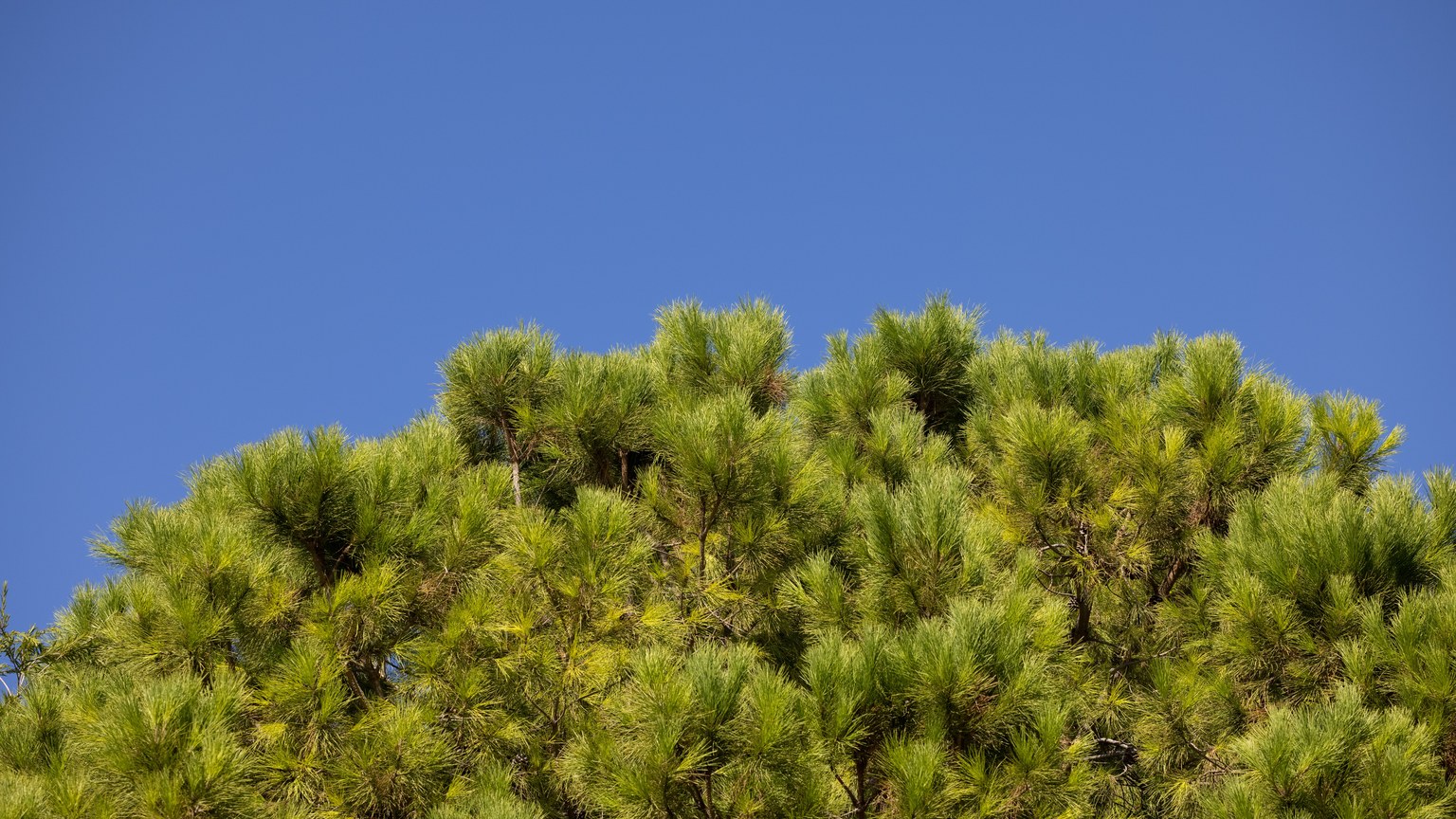 Lush green pine tree with a vibrant blue sky background, perfect for nature-themed projects.