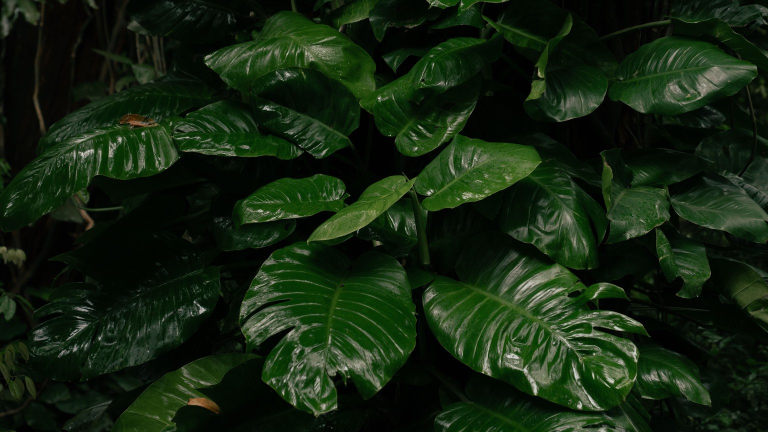Lush green tropical leaves with dewy surface, perfect for nature and botanical themes.
