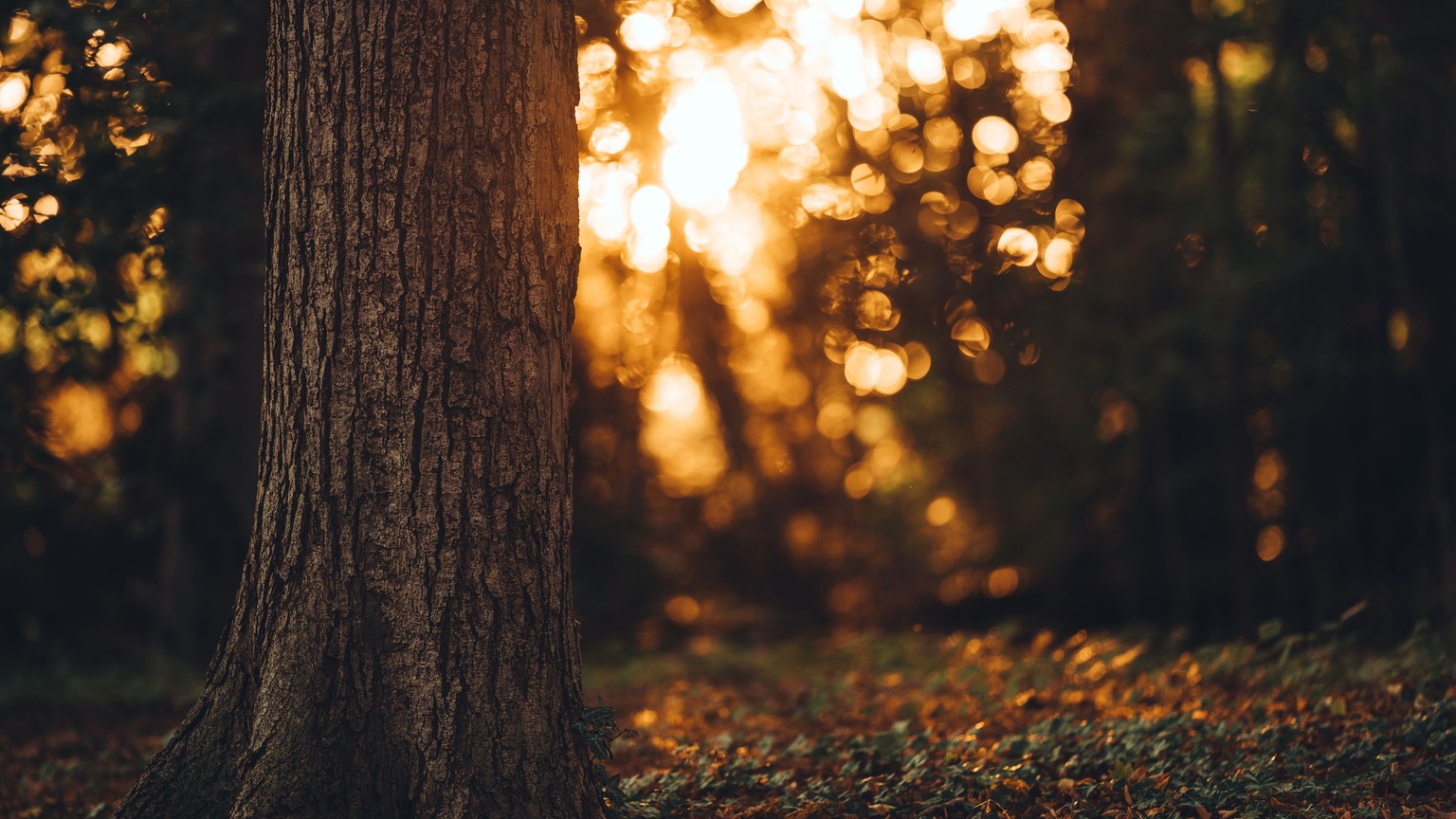 Sunlit forest scene with a tree trunk and fallen leaves in autumn ambiance.