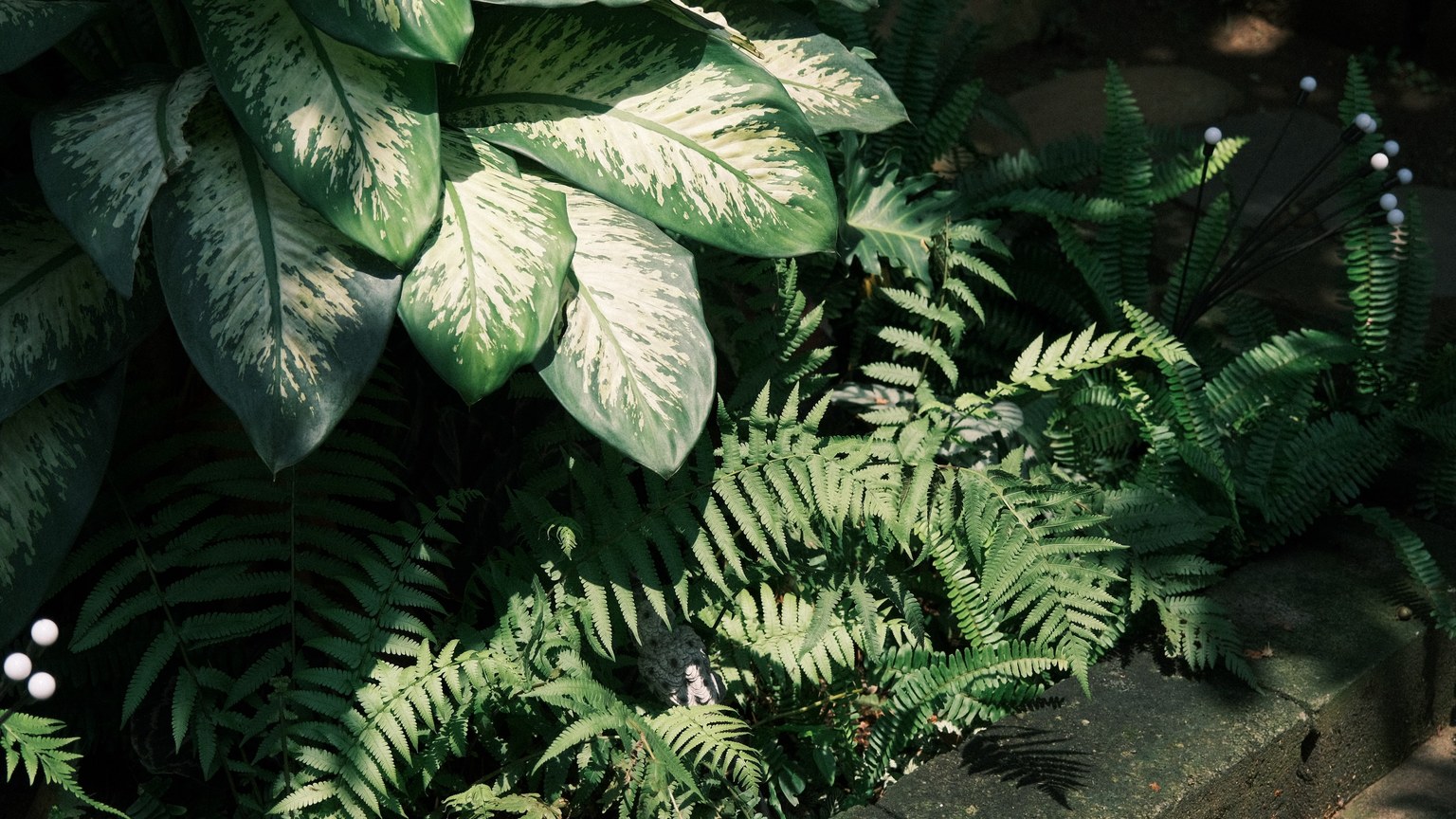 Vibrant green foliage with ferns and tropical plants bathed in natural sunlight.