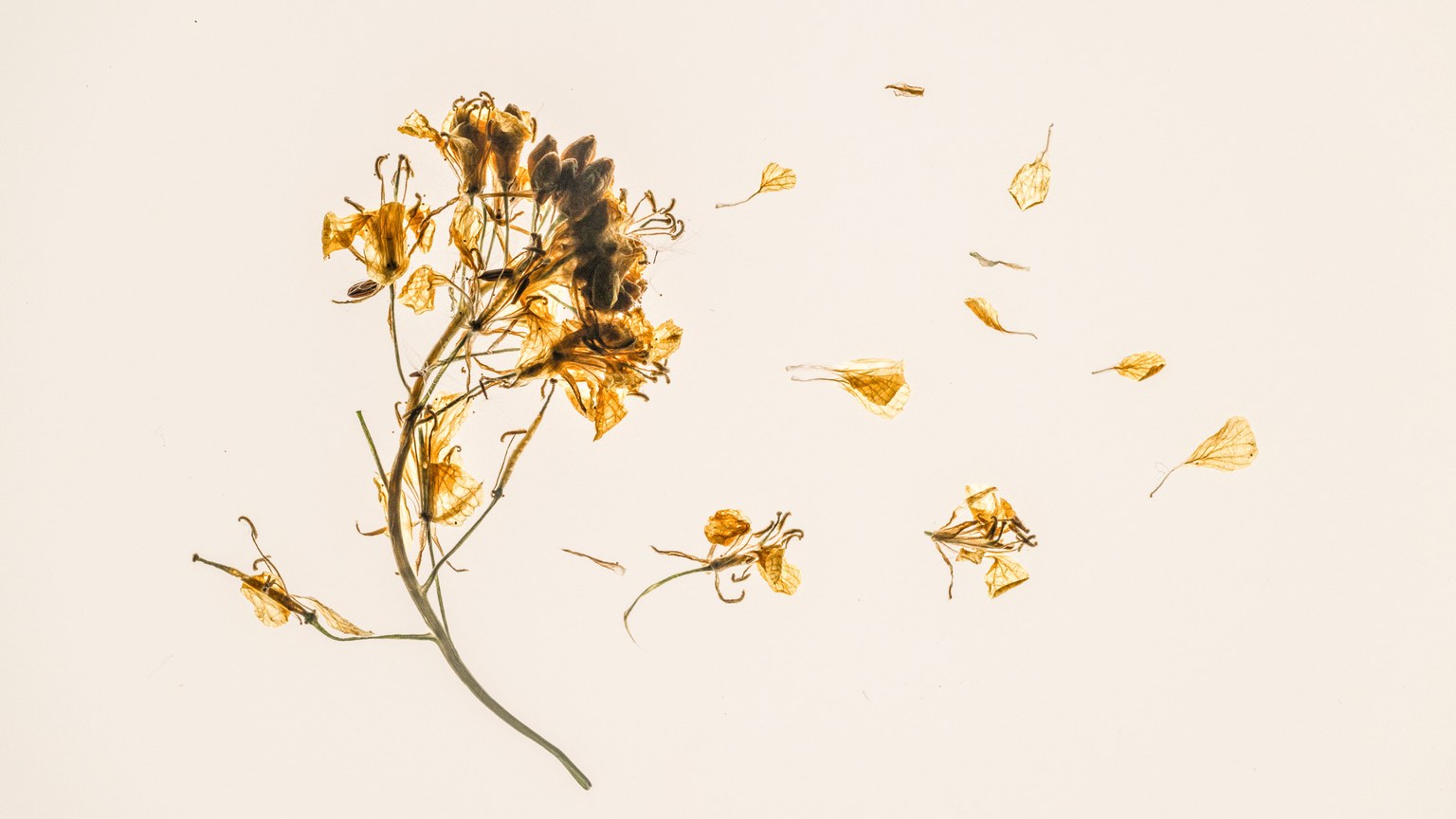 Dried flowers scattered beautifully on a white background, showcasing nature's delicate remnants.