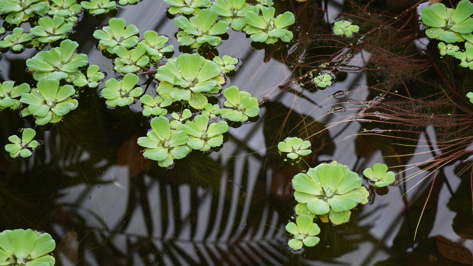 Lush green water plants float in a serene pool at Meise Botanical Garden, Belgium.