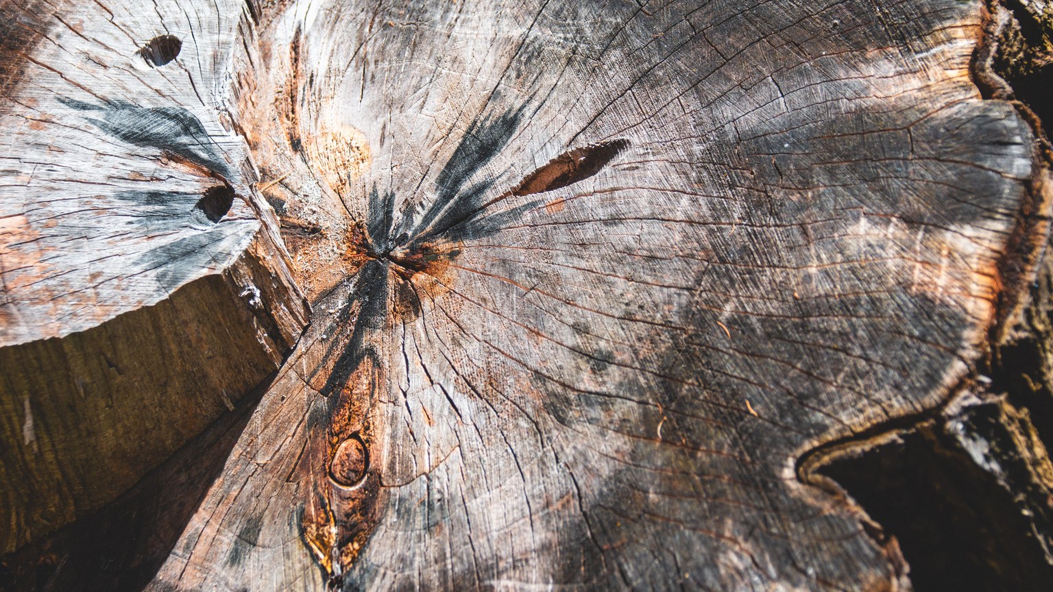 Detailed view of tree trunk with visible growth rings, showcasing natural wood texture.
