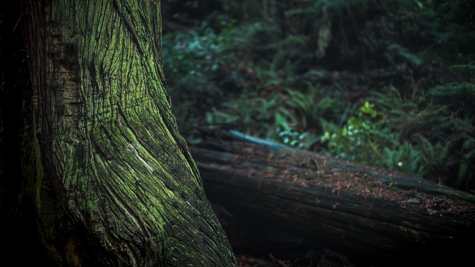 Close-up of a moss-covered tree trunk in a dark, moody forest setting.