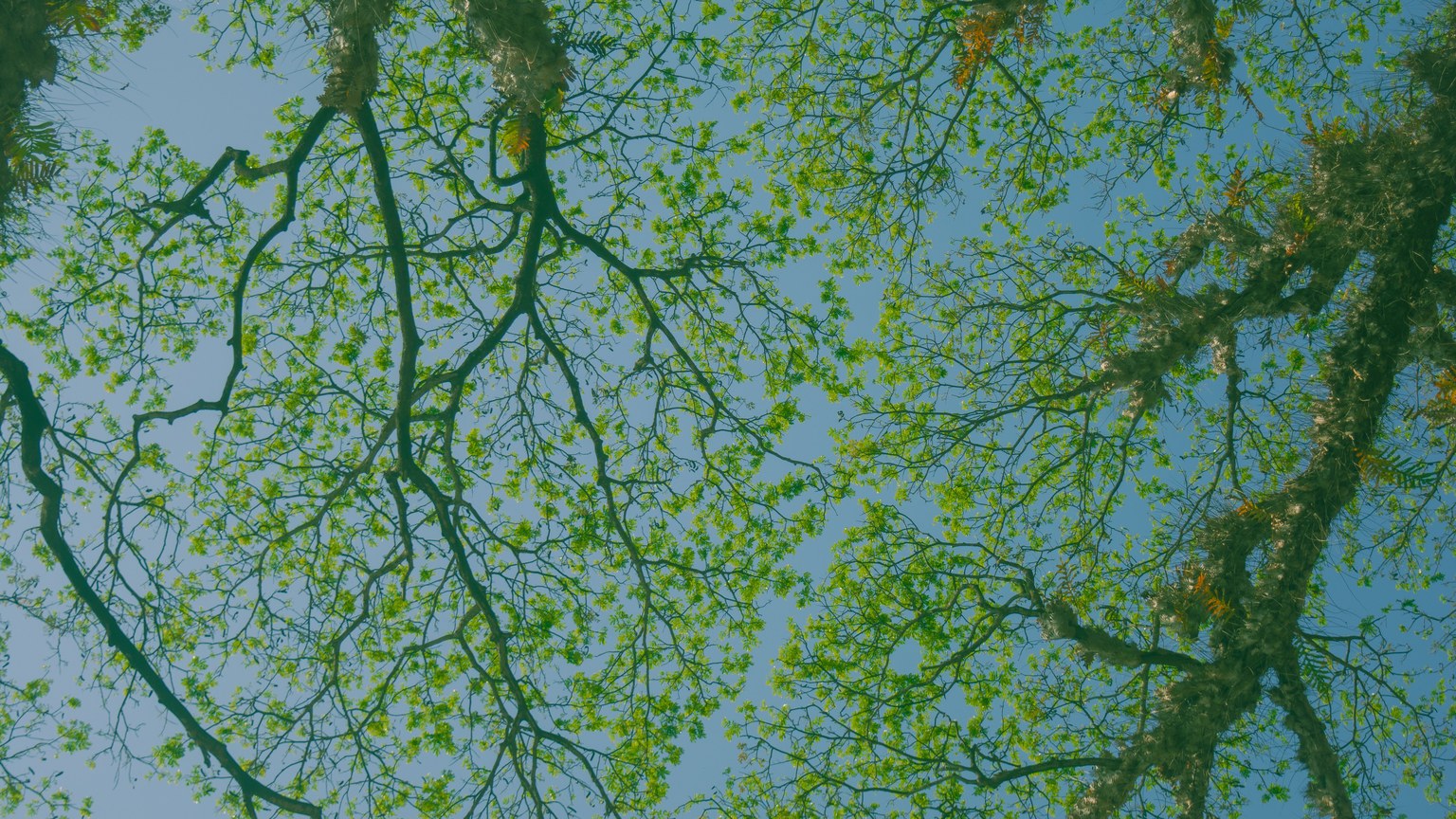 A peaceful upward view of green tree branches extending towards a vibrant blue sky in spring.