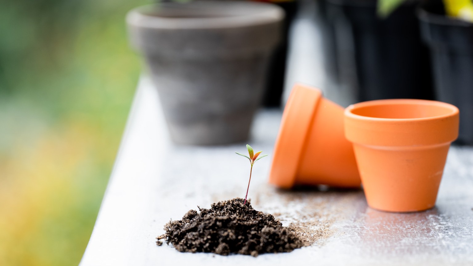 Close-up of a young plant sprout with soil beside empty terracotta pots on a garden table.