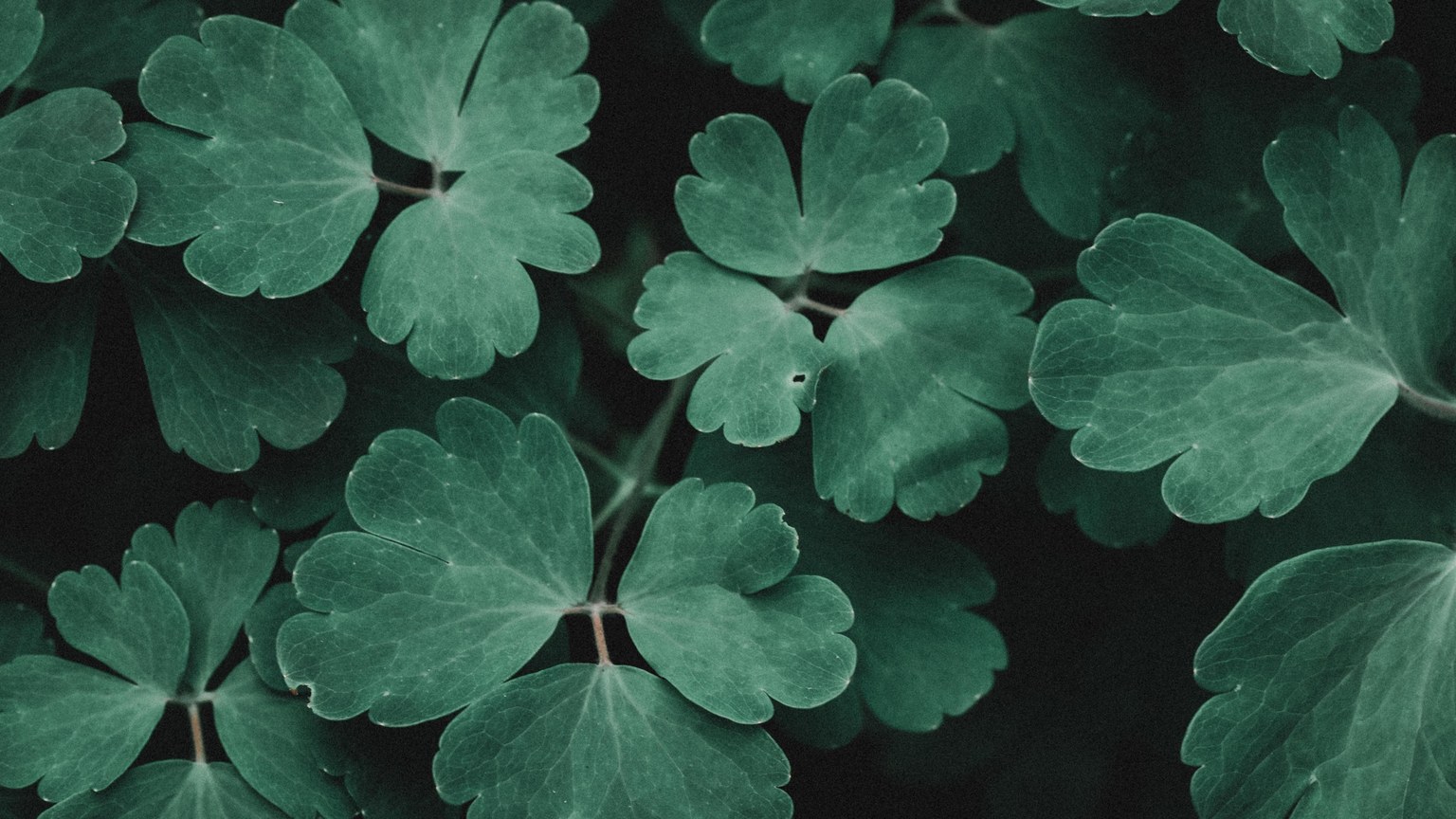 Detailed top view of verdant green leaves showcasing nature's beauty, perfect for botanical themes.