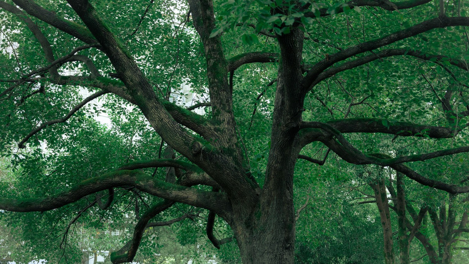 A sprawling tree with vibrant green leaves creates a serene outdoor scene.