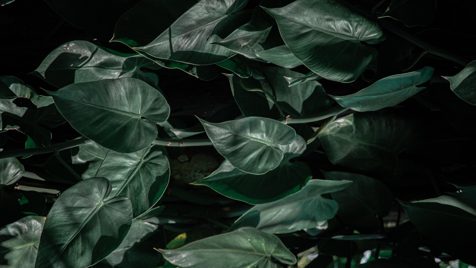From above of green leaves on thin branches of plant growing in botanical garden
