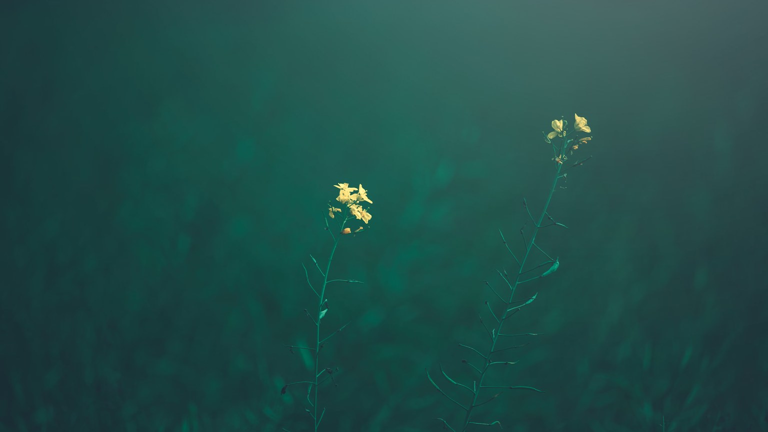 Moody photography of a minimalist yellow flower in a green field against a blurred background.