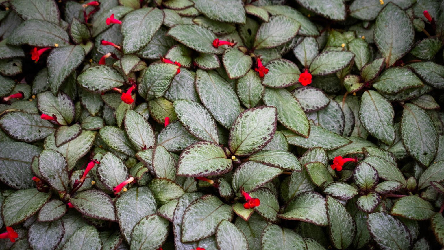 Detailed close-up of Episcia cupreata leaves with striking red flowers, showcasing lush green foliage.