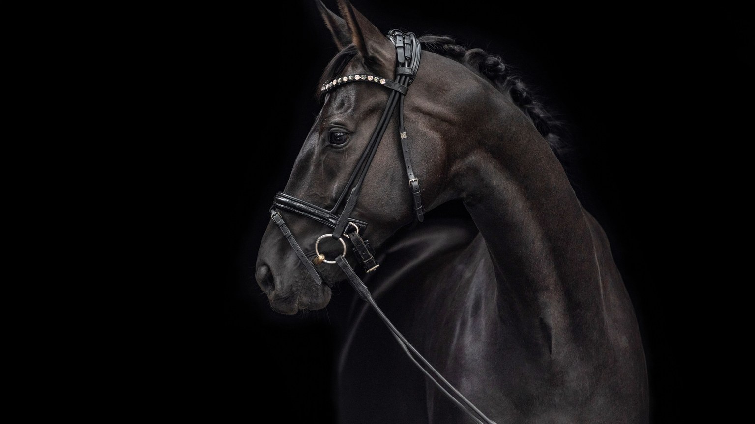 Stunning close-up portrait of a black horse against a dark backdrop, showcasing its elegance.