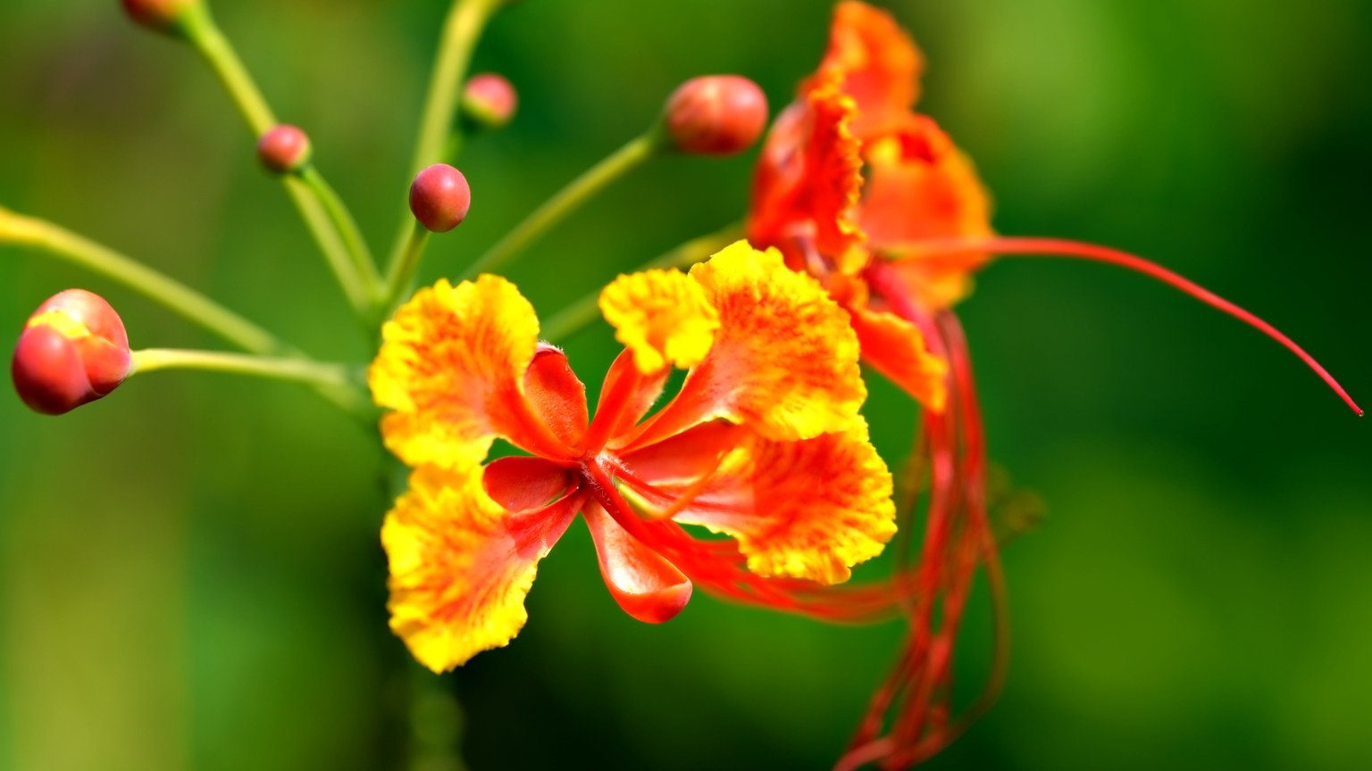 Close-up of a tropical flower with vibrant red and yellow petals in vivid detail.