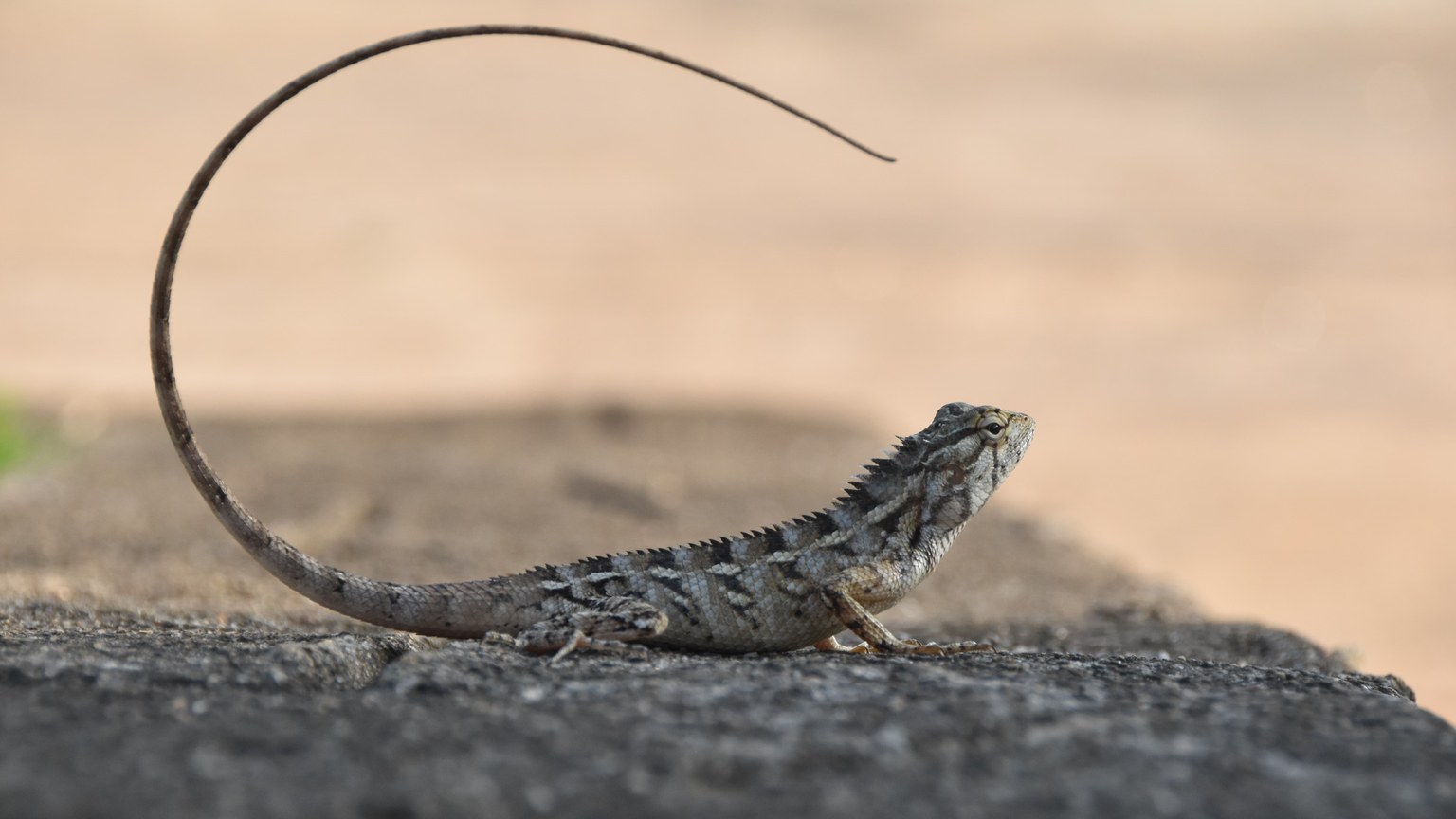 Detailed close-up of a camouflaged lizard with a curved tail basking on a rock.