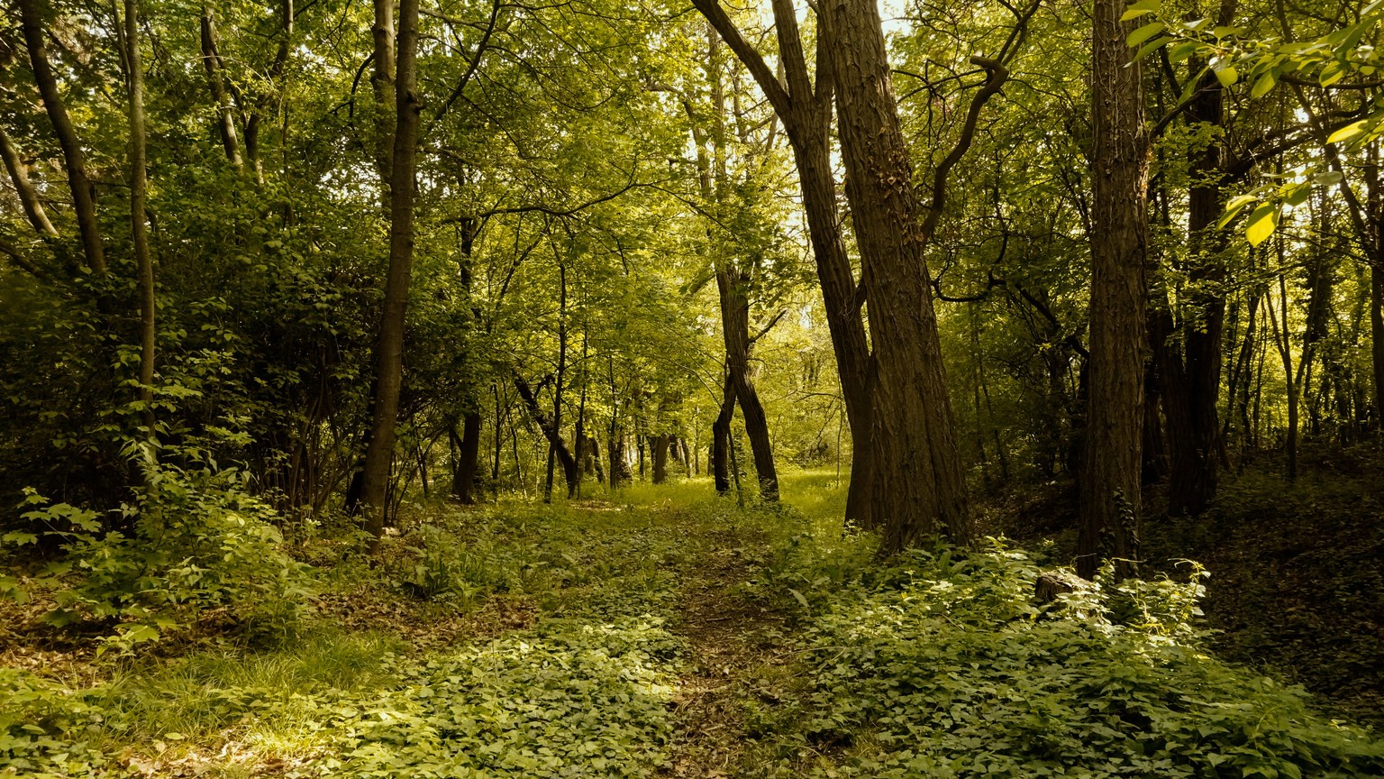 Sunlit path through a vibrant lush green forest during daytime, surrounded by tall trees and dense greenery.