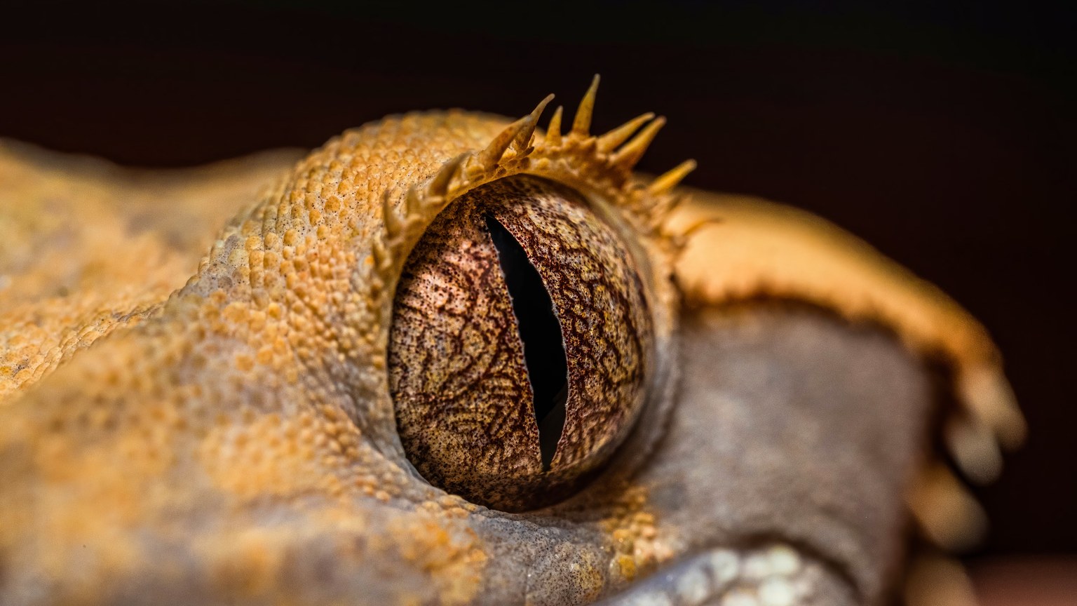 Close-up of a crested gecko's eye showcasing detailed textures and patterns.