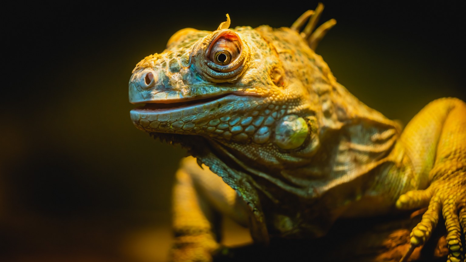 Detailed close-up of a green iguana (Iguana iguana) resting on a tree branch, showcasing vibrant colors and textures.