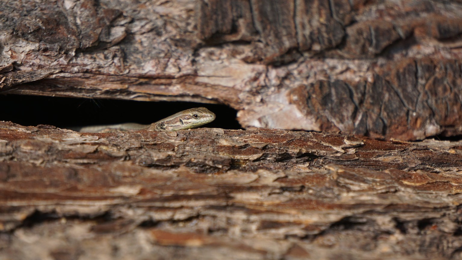 A lizard peeking through a crevice in a tree trunk with rough textured bark.