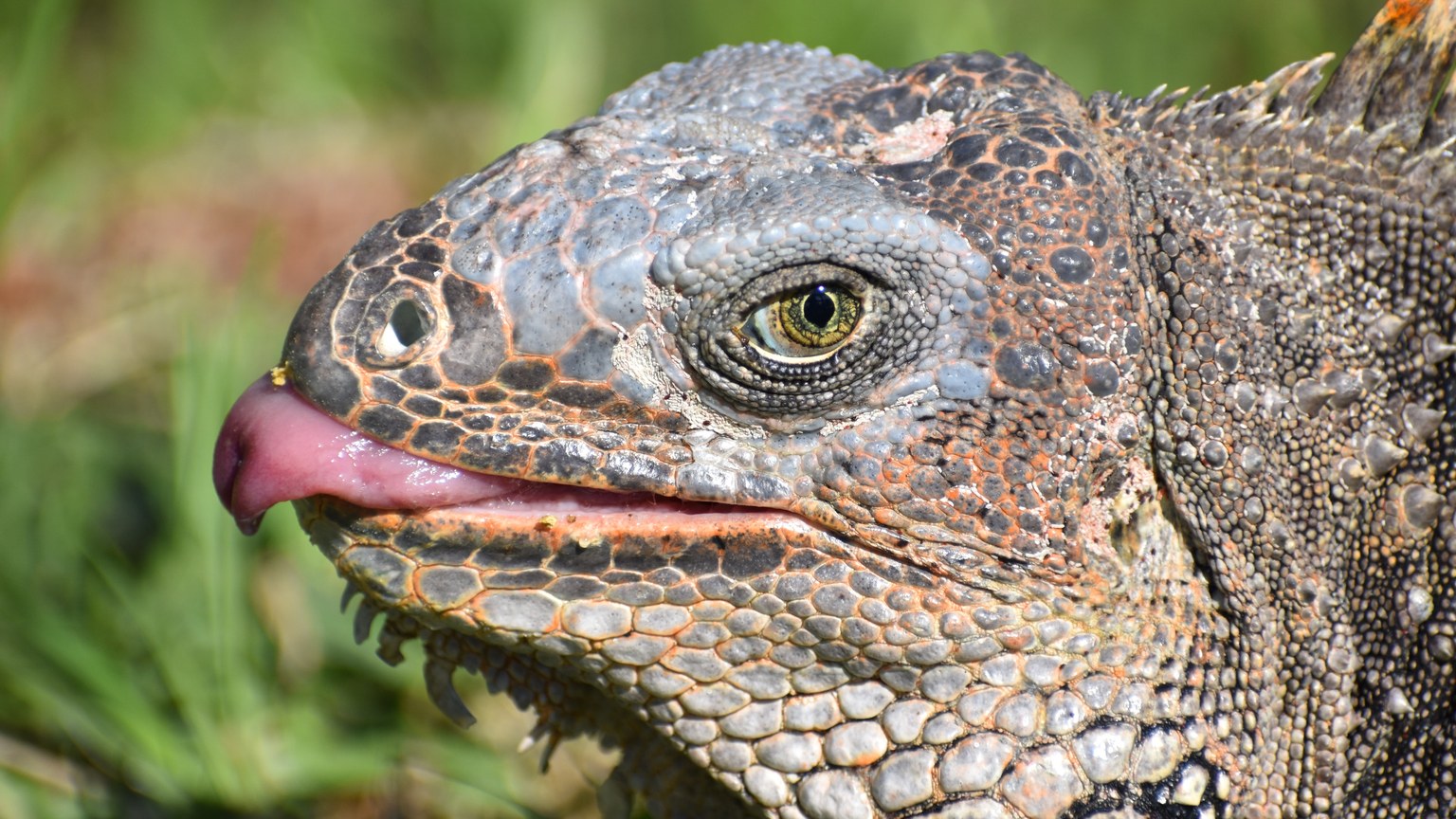 Detailed close-up of an iguana in Pereira, Colombia showcasing its unique scales.