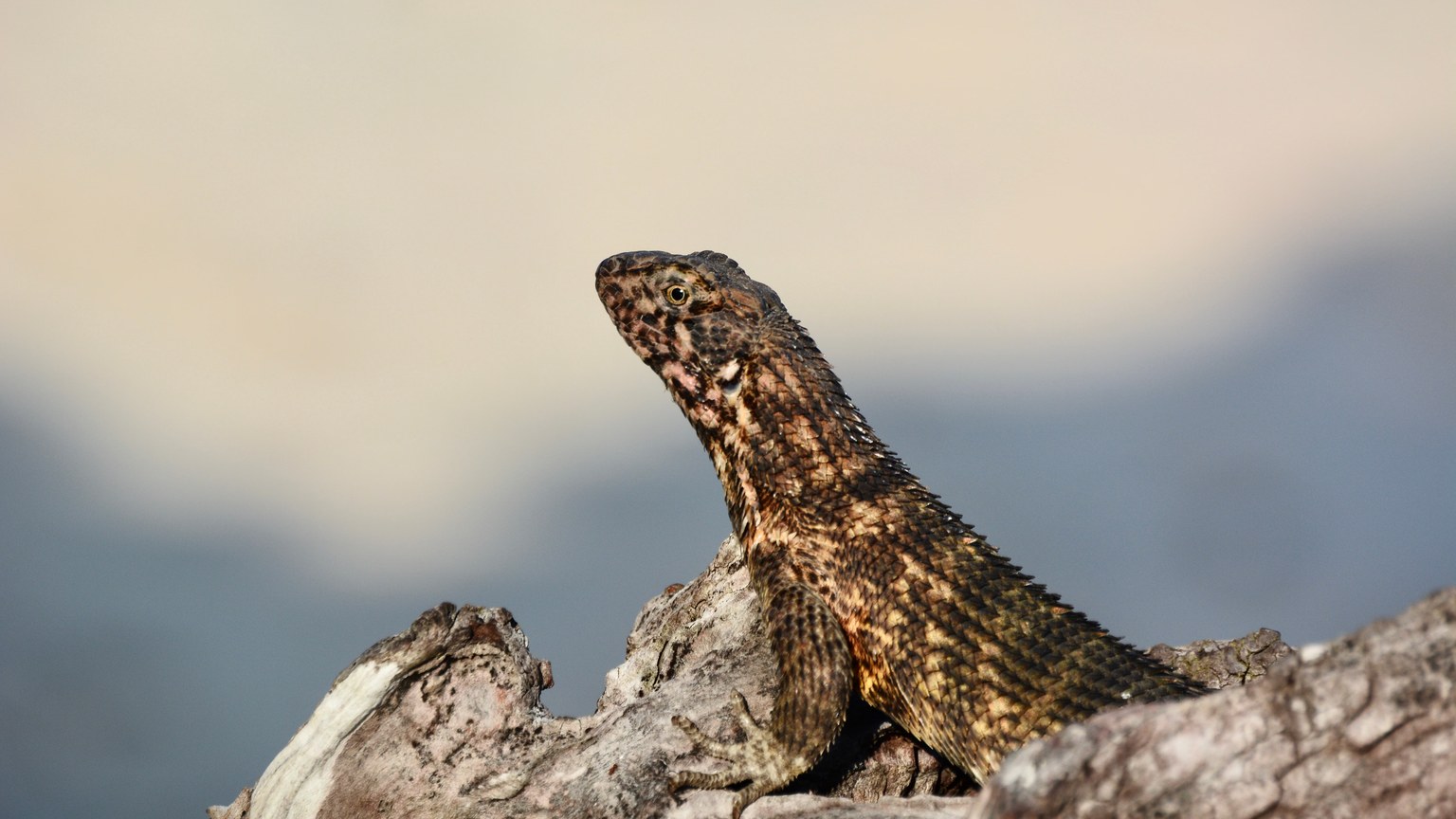 Detailed close-up image of a lizard resting on a rock, showcasing its textured skin in a natural setting.