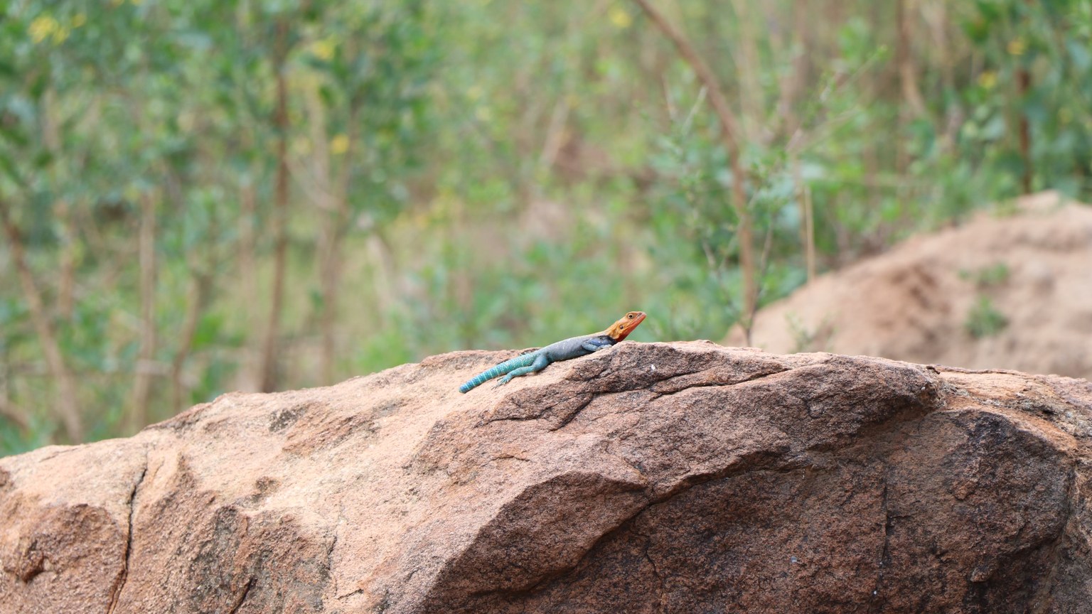 A vibrant agama lizard basking on a rock with a blurred natural background, showcasing colorful scales.