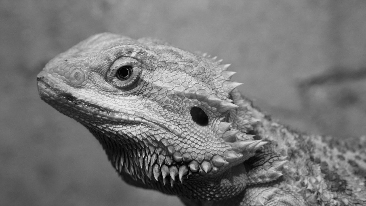 Monochrome photograph of a bearded dragon lizard's detailed head with spiked scales.