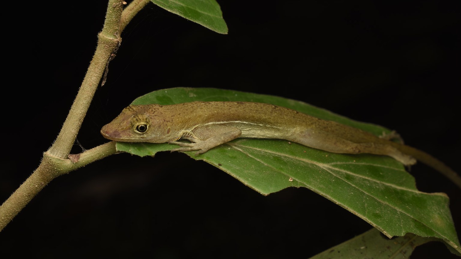 Close-up of a tropical gecko resting on a leaf, showcasing wildlife beauty.