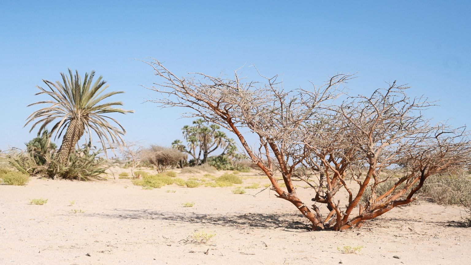 A vast desert landscape featuring acacia and palm trees under a clear blue sky.