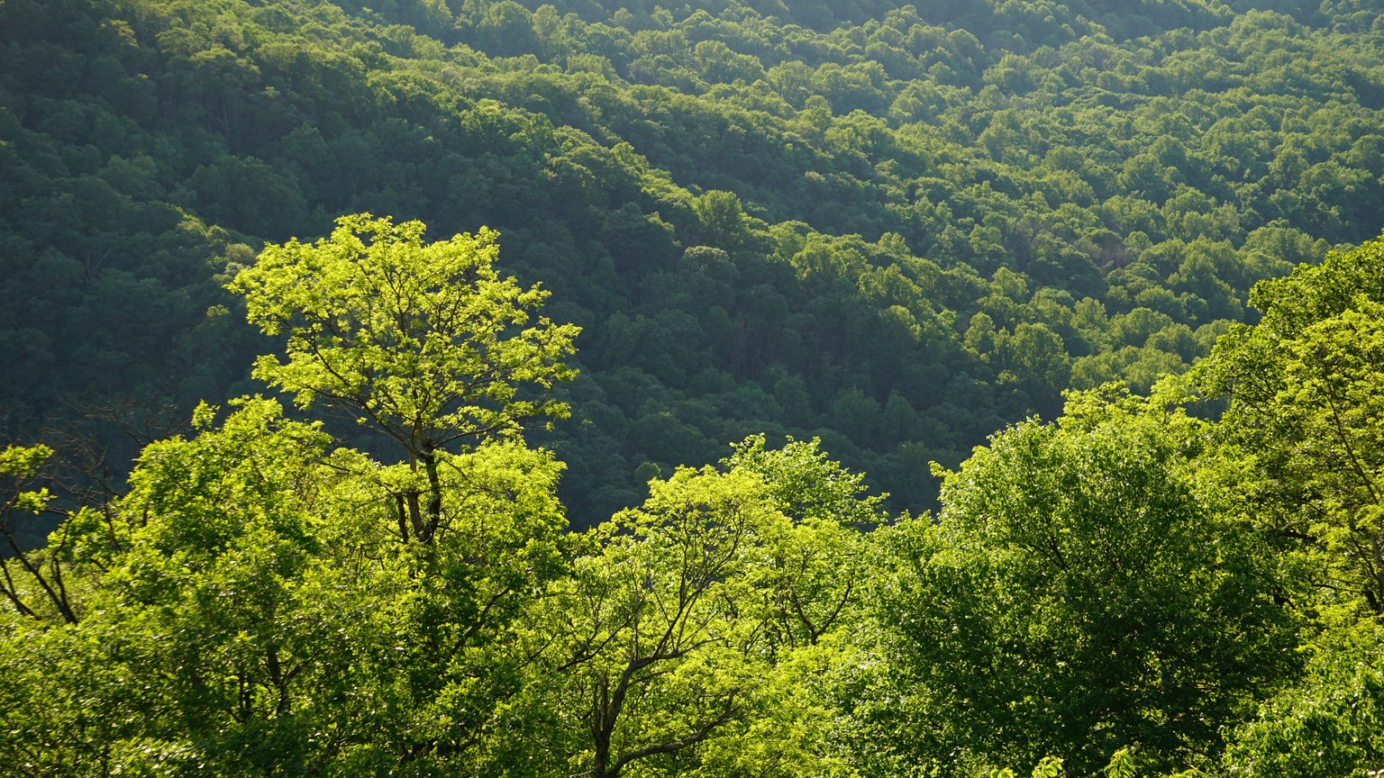 Aerial view of a vibrant green forest in summer with sunlight filtering through the trees.