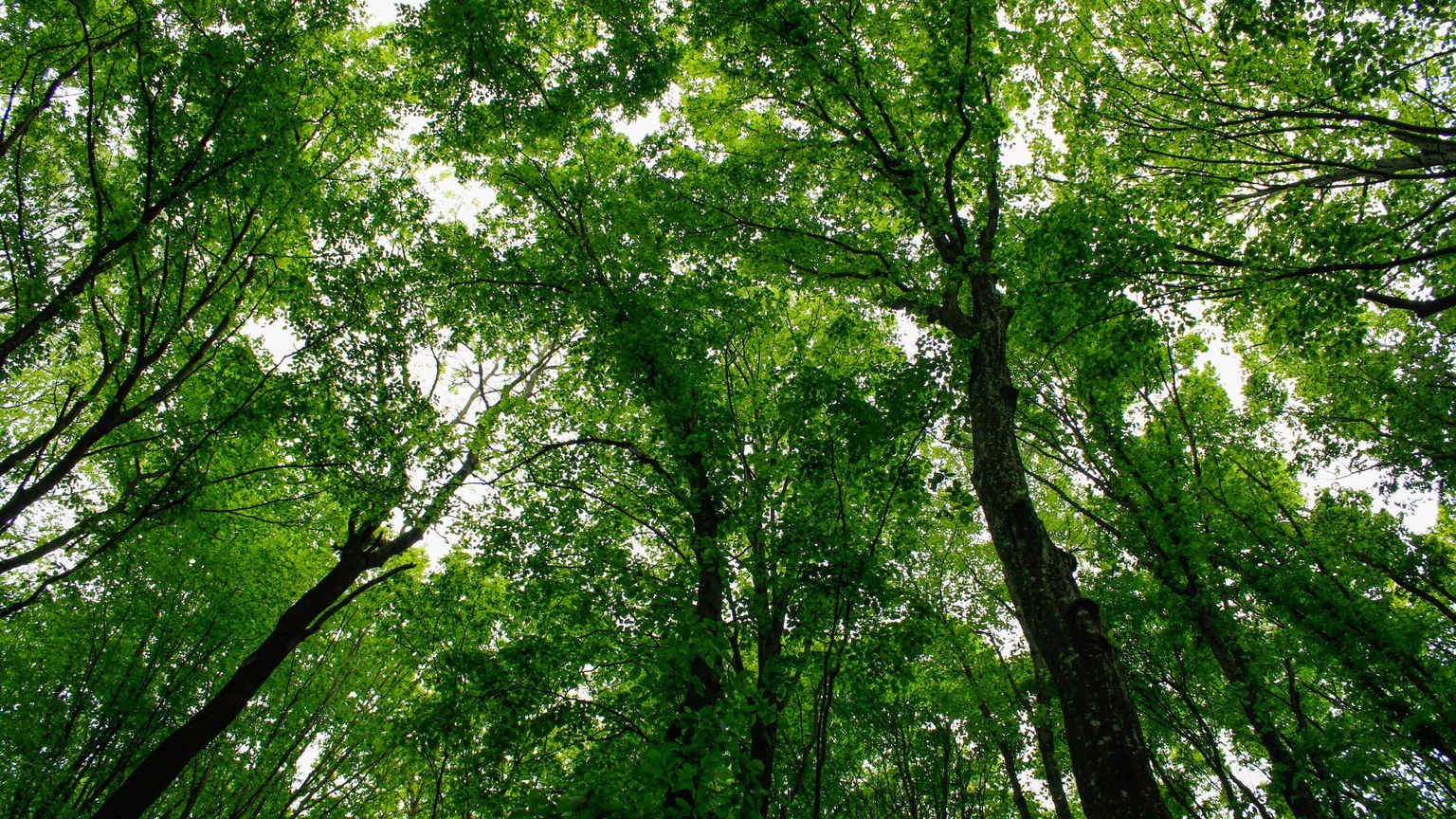 A serene view from below tall green trees in a Hungarian forest, capturing nature's beauty.
