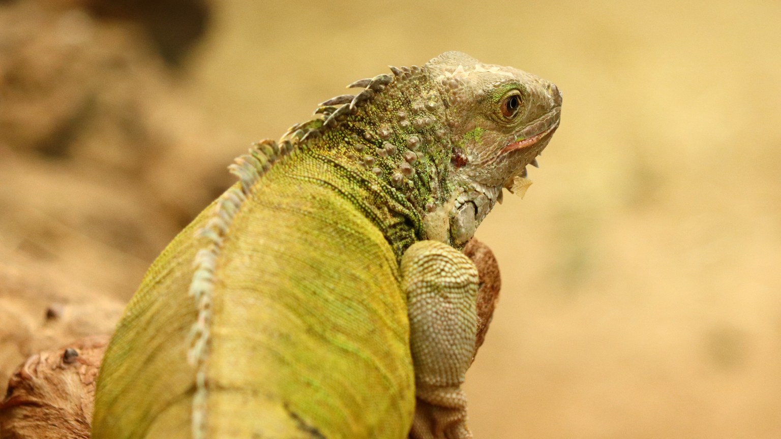 Detailed close-up image of a green iguana showcasing its vibrant scales, taken outdoors.
