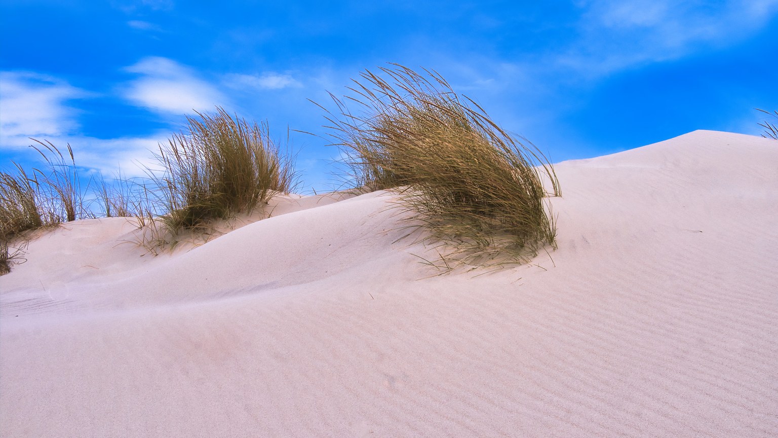 Peaceful sand dunes landscape with waving grasses under a vibrant blue sky.