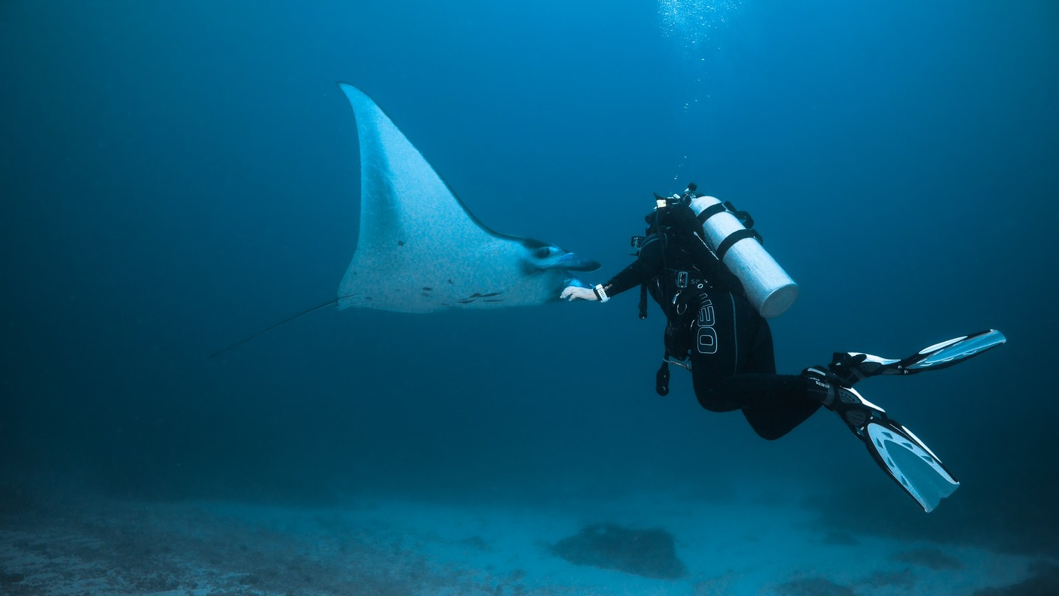 Scuba diver swimming alongside a majestic manta ray in the ocean depths.