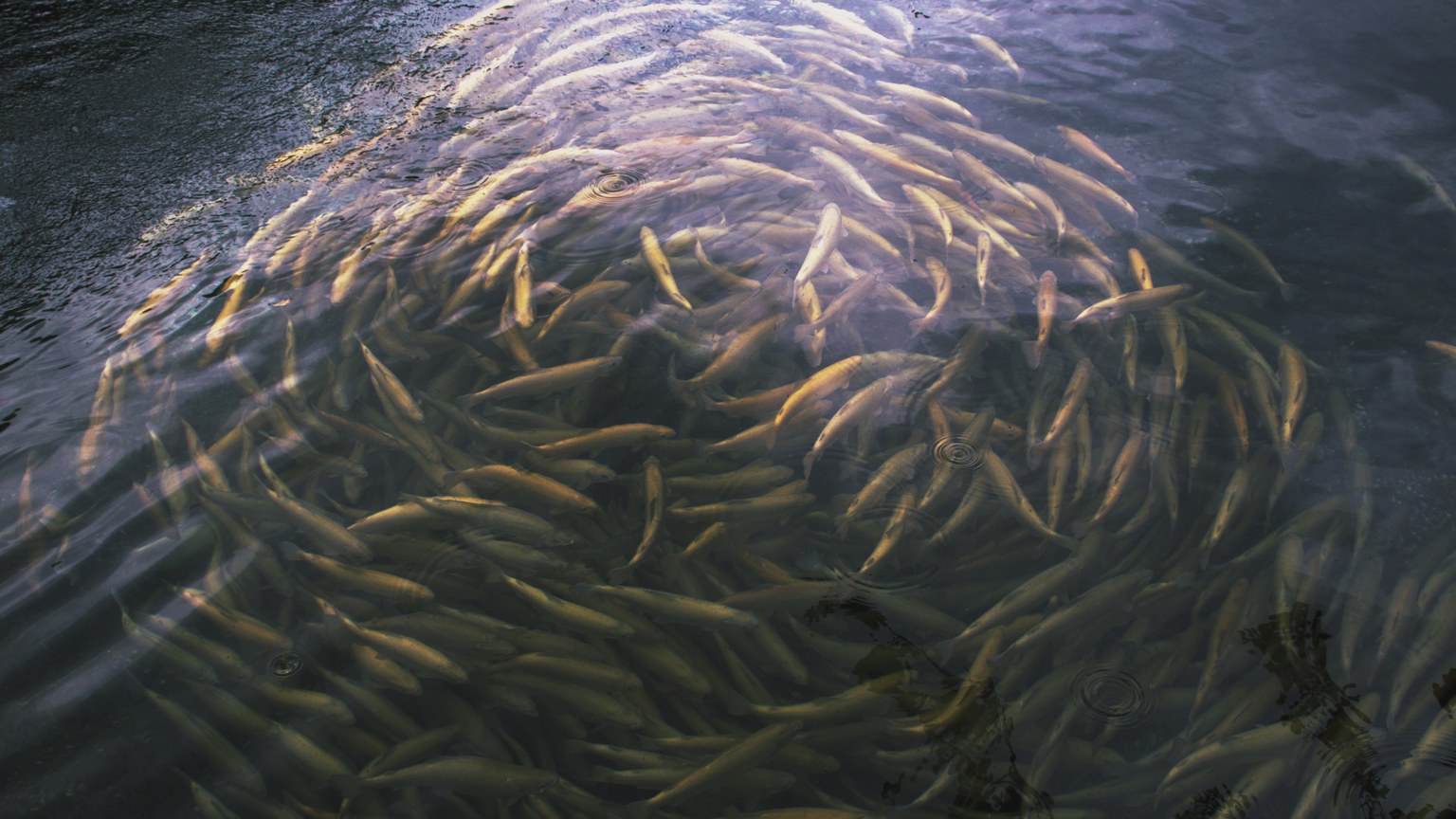 A large school of fish swimming in a tranquil river in Georgia under the sunlight.