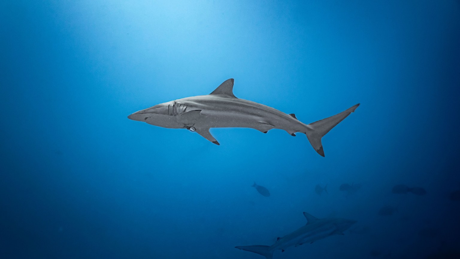A solitary shark glides elegantly through the deep blue ocean in the Maldives, embodying the beauty of marine life.
