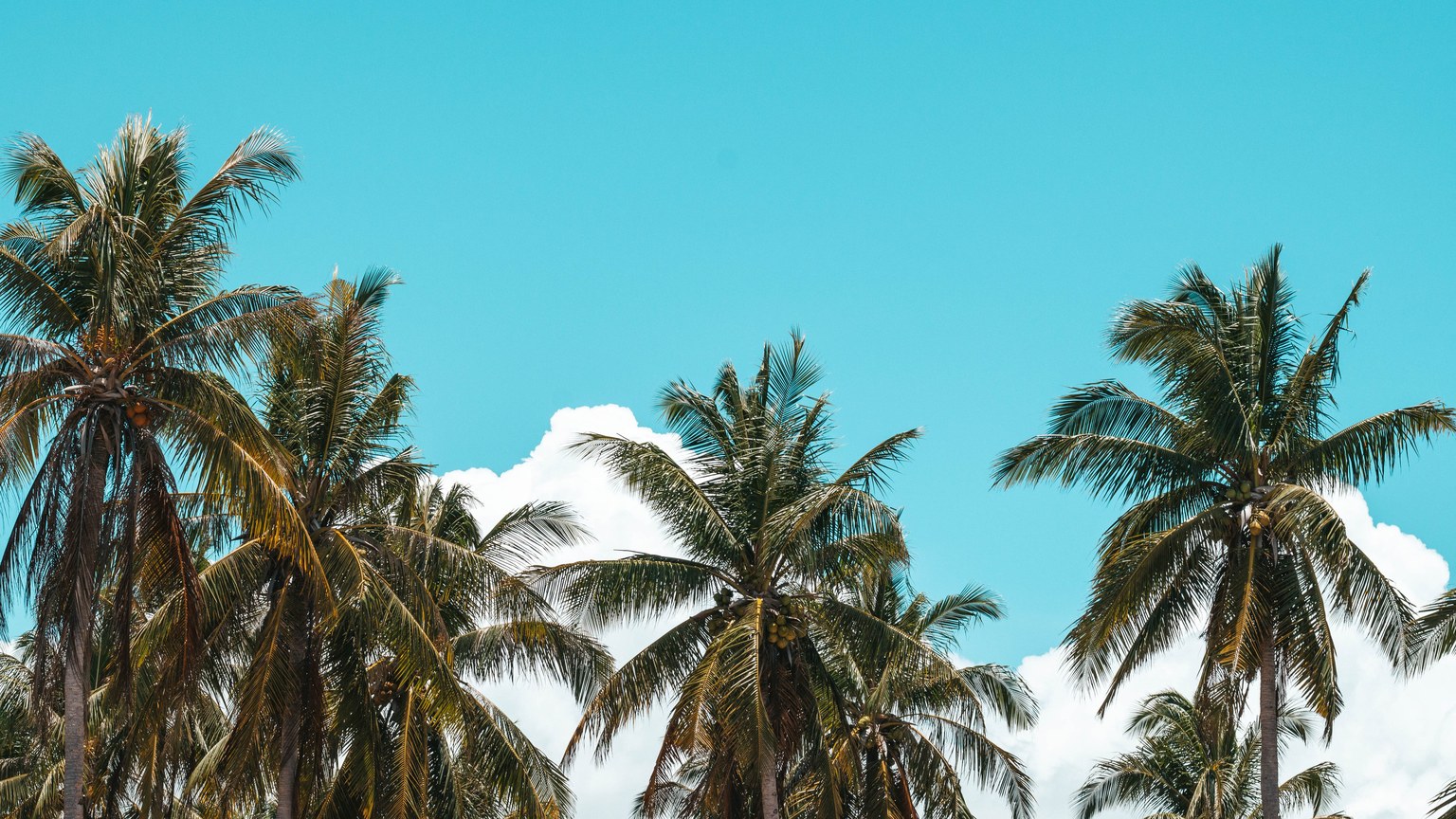 Lush palm trees under a bright blue sky, evoking a tropical island vibe.