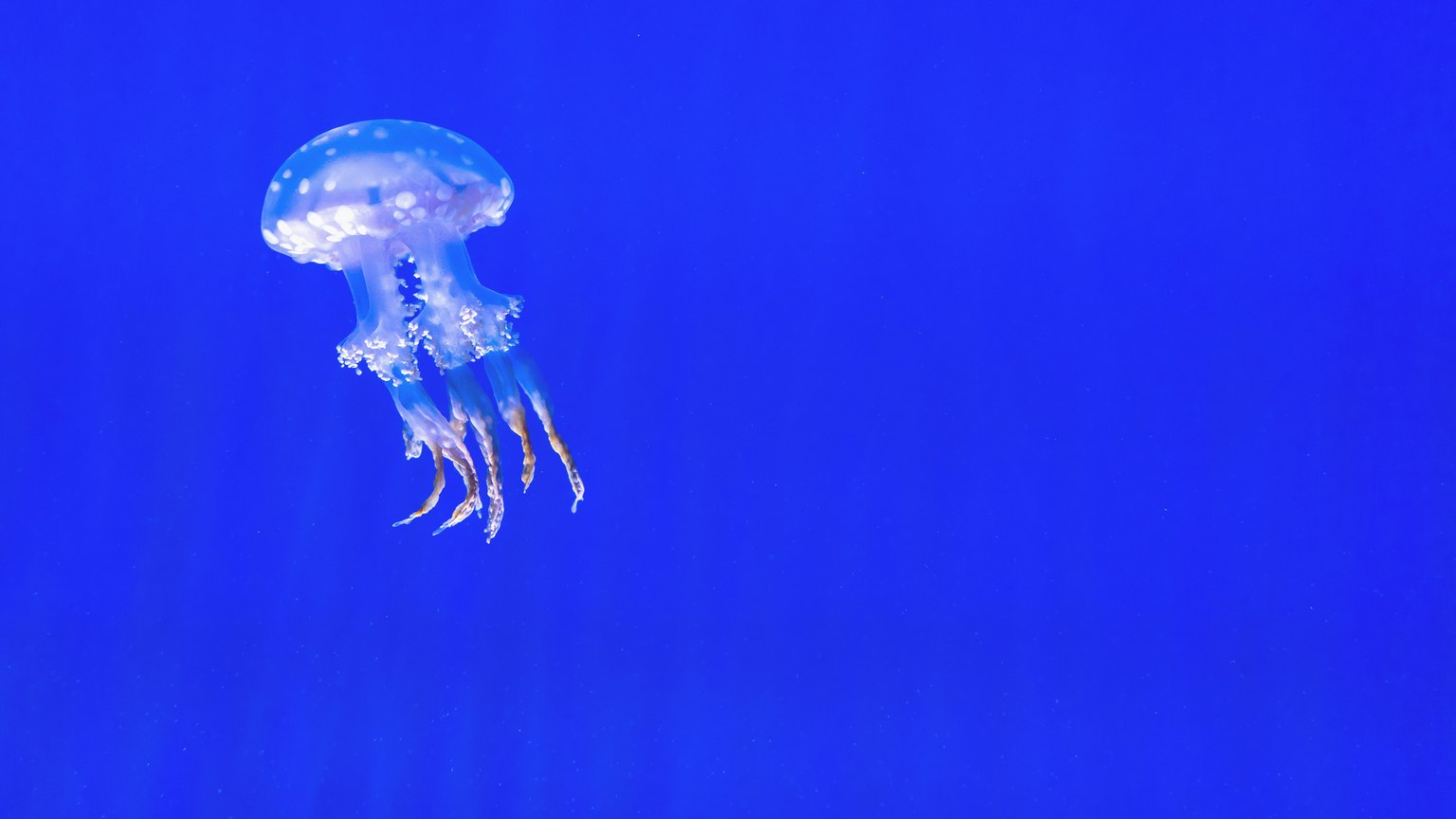 A lone jellyfish gracefully floats in a vibrant blue underwater setting.