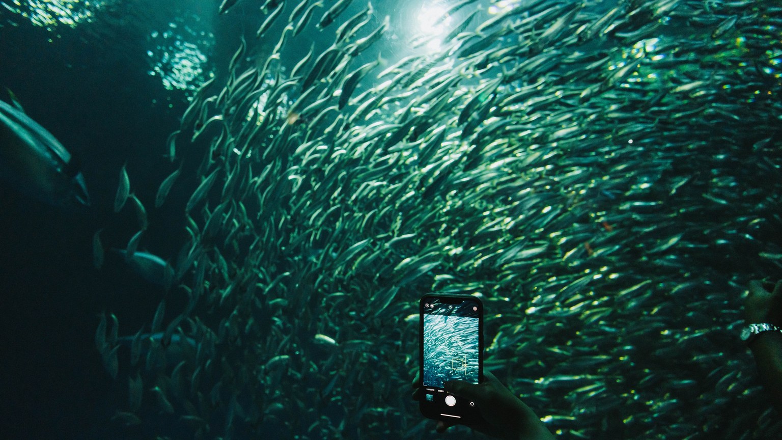 A mesmerizing view of a school of fish captured underwater with a smartphone.