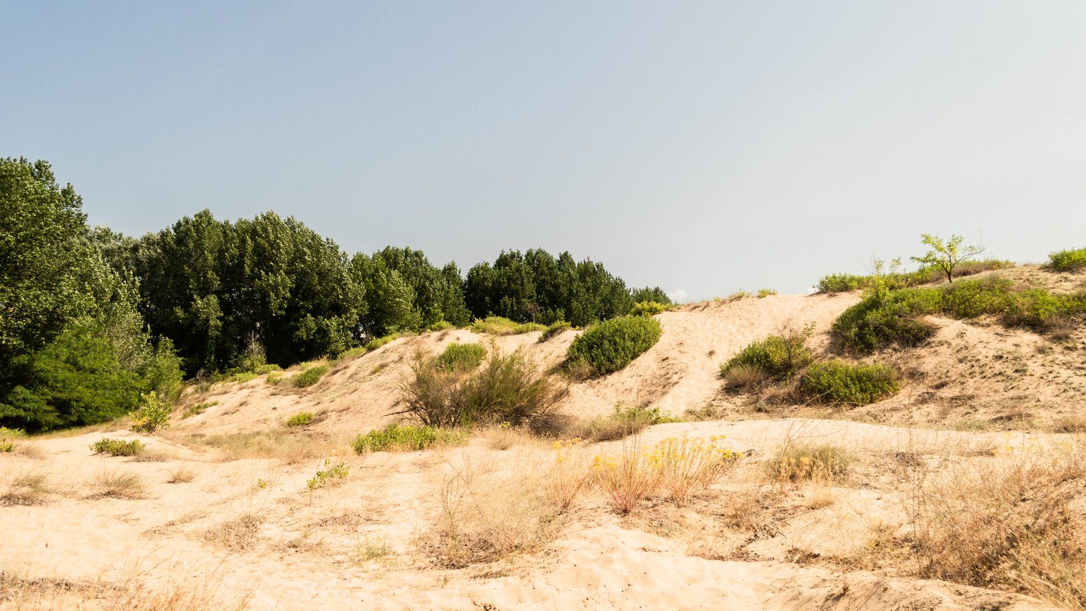 Explore the sandy dunes and greenery at Sunny Beach, Burgas, Bulgaria, under a clear blue sky.