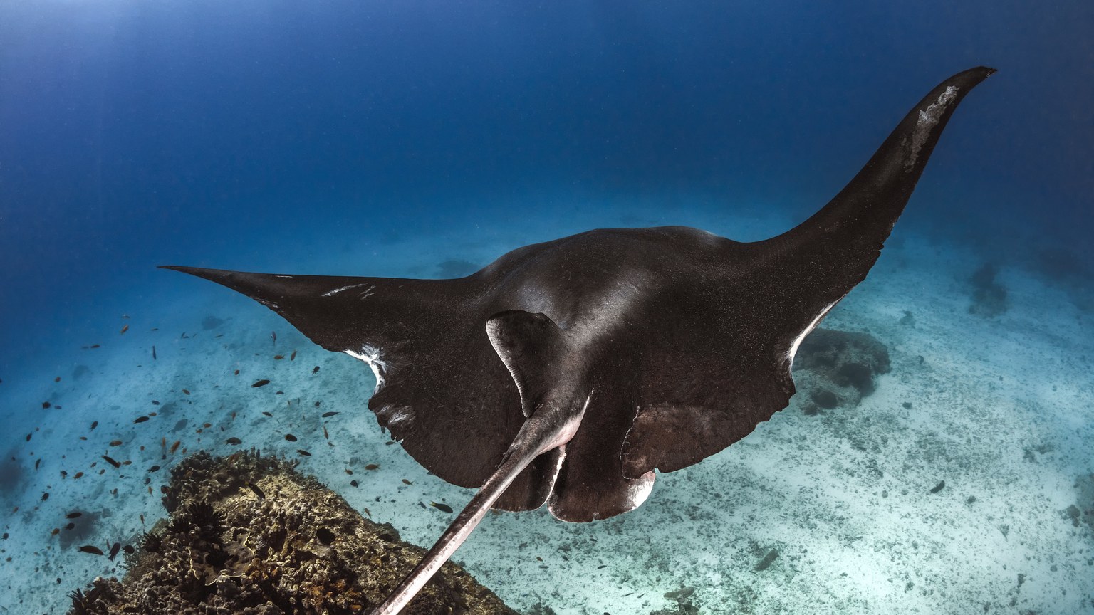 Discover the serene beauty of a manta ray gliding underwater in this stunning wildlife photograph.