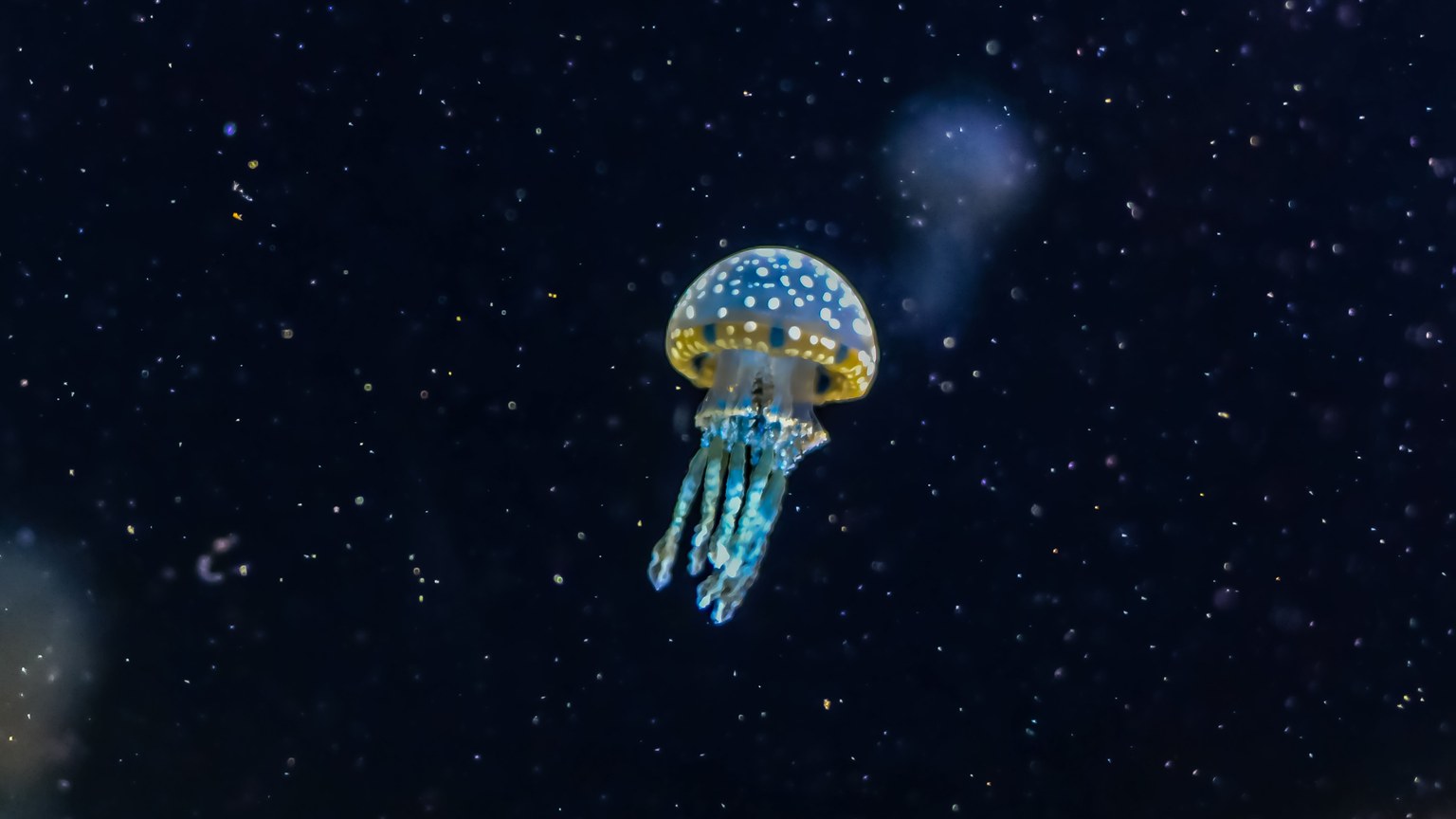 A mesmerizing jellyfish glowing underwater in a serene ocean scene.
