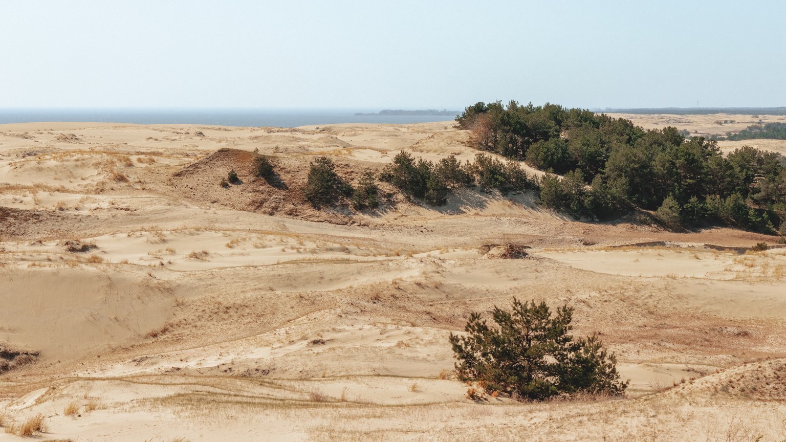 Expansive sand dunes with sparse vegetation under a clear sky in Kaliningrad, Russia.