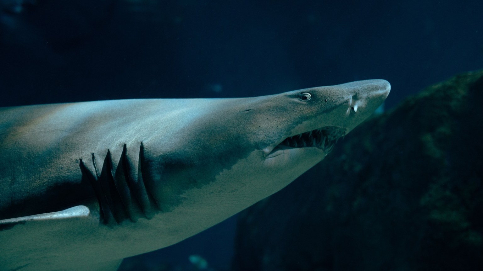 Dramatic close-up of a sand tiger shark swimming gracefully underwater, showcasing its sharp teeth.