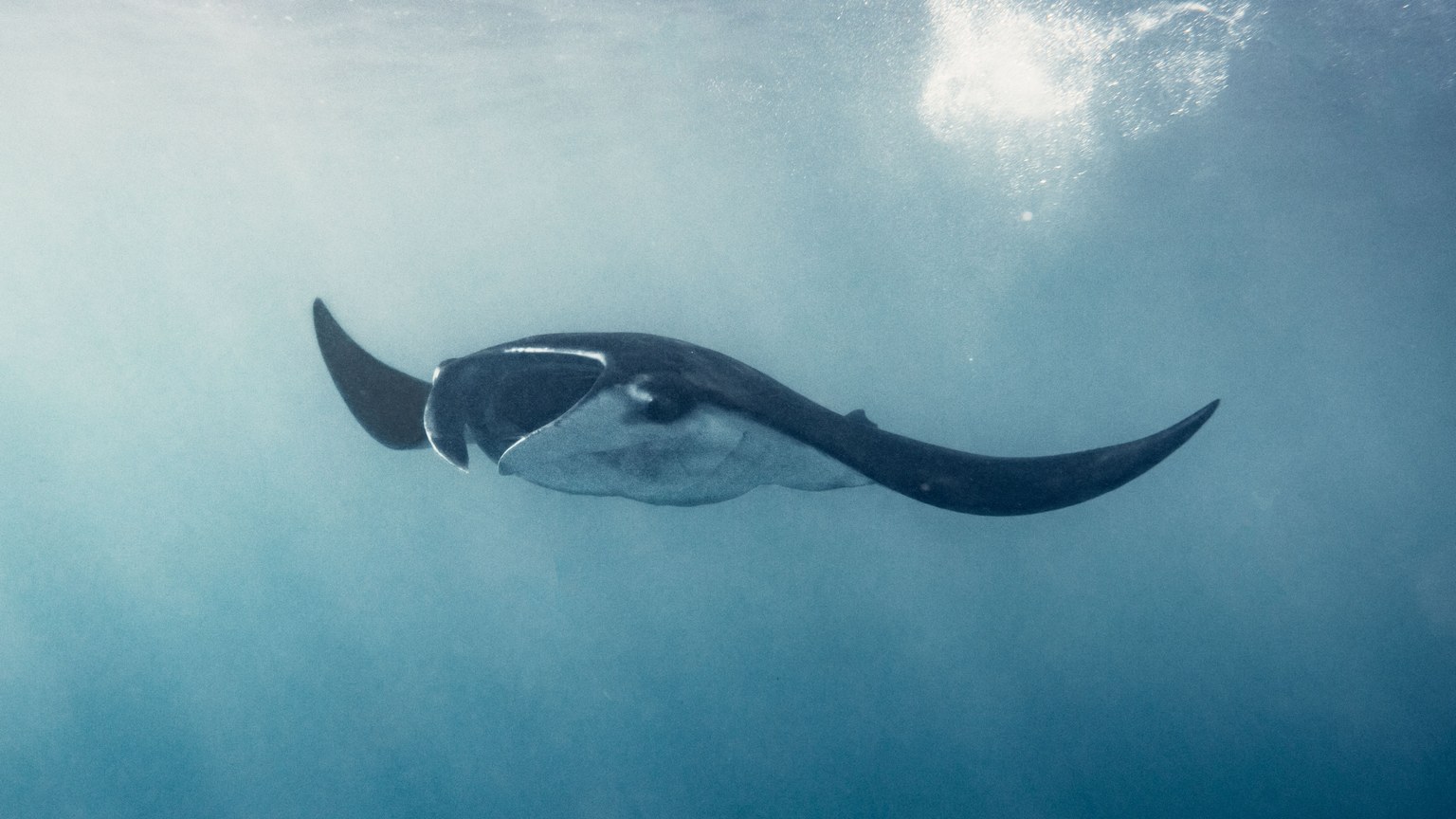 A close-up shot of a majestic manta ray gliding through clear waters in Bali, Indonesia.