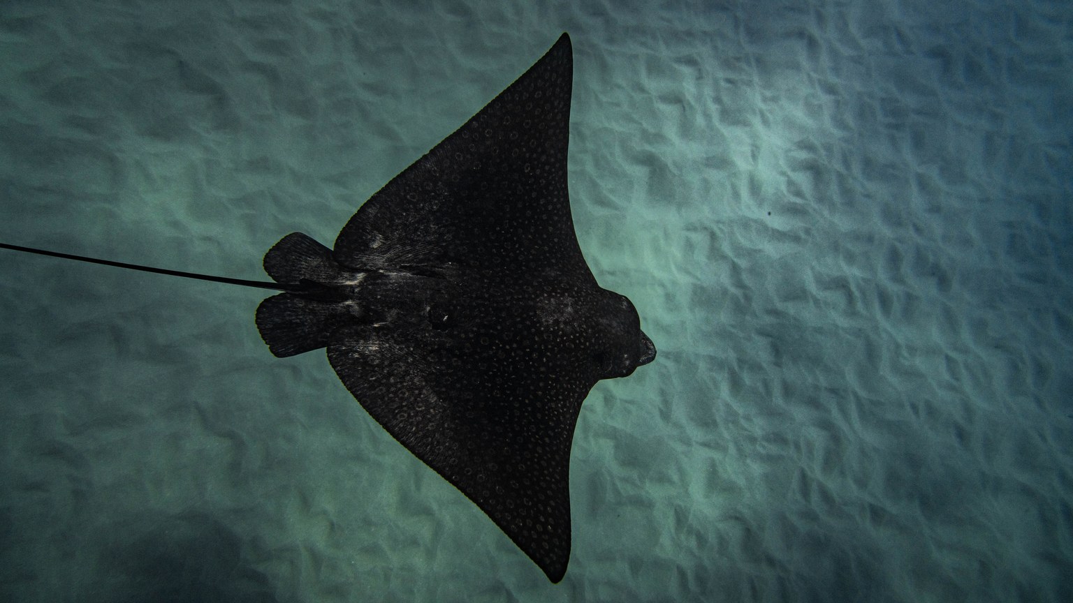 A graceful eagle ray swims over the ocean floor in Hawaii, showcasing nature's beauty.