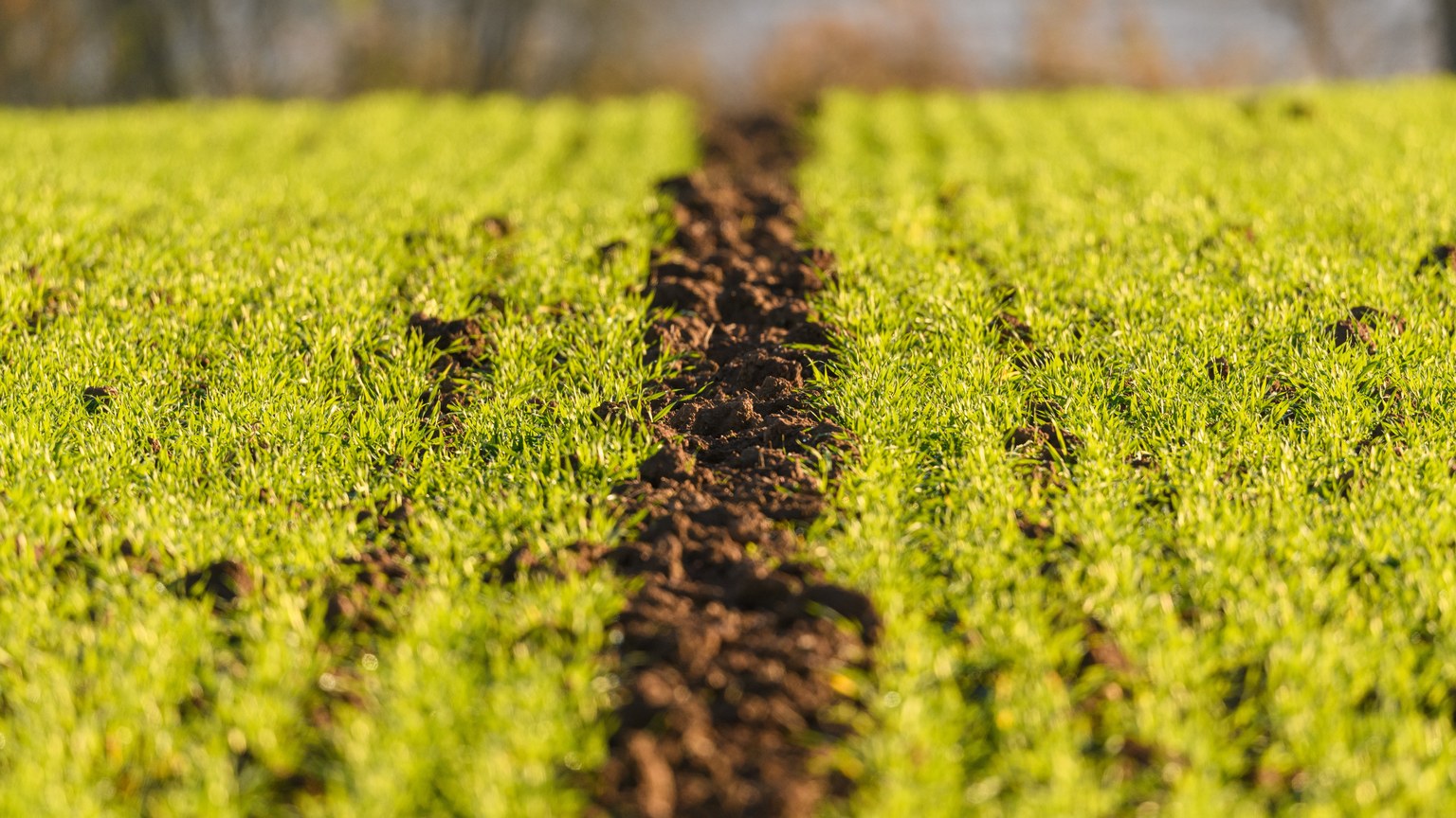 A vibrant green field with freshly plowed soil, highlighting agricultural growth in spring.