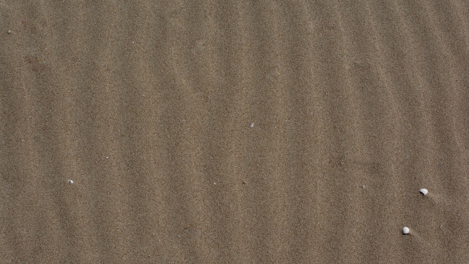 A textured sand surface creating natural ripples complemented by small shells.