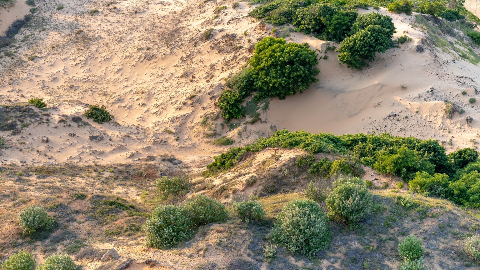 Aerial photo showcasing sand dunes and vibrant greenery in a desert landscape.