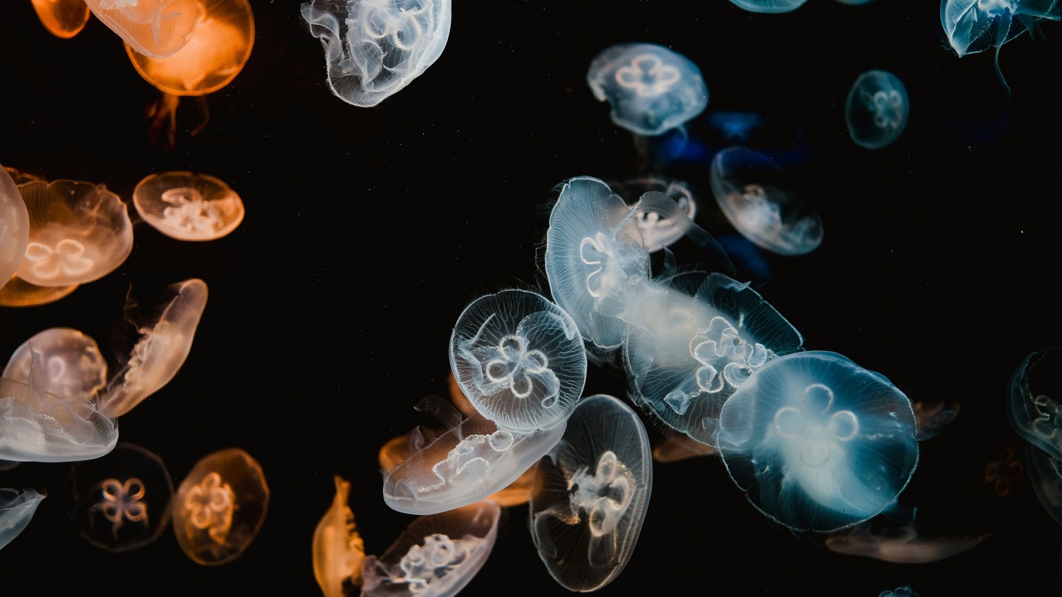 Close-up view of vibrant jellyfish gracefully swimming underwater in dark ocean backdrop.