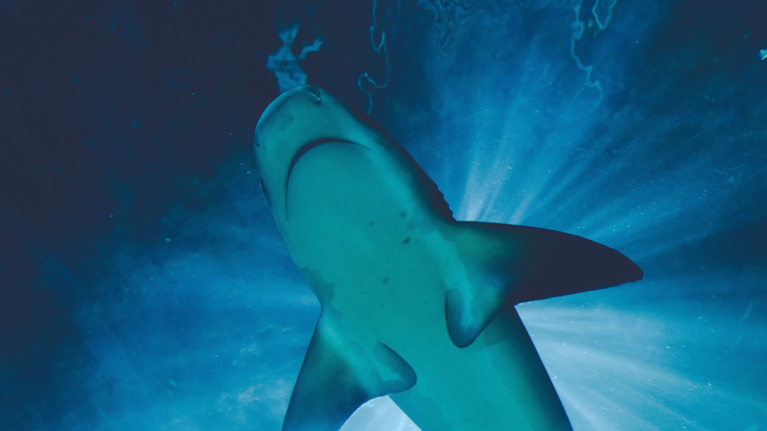 A majestic shark swimming gracefully underwater, illuminated by sunlight from above.
